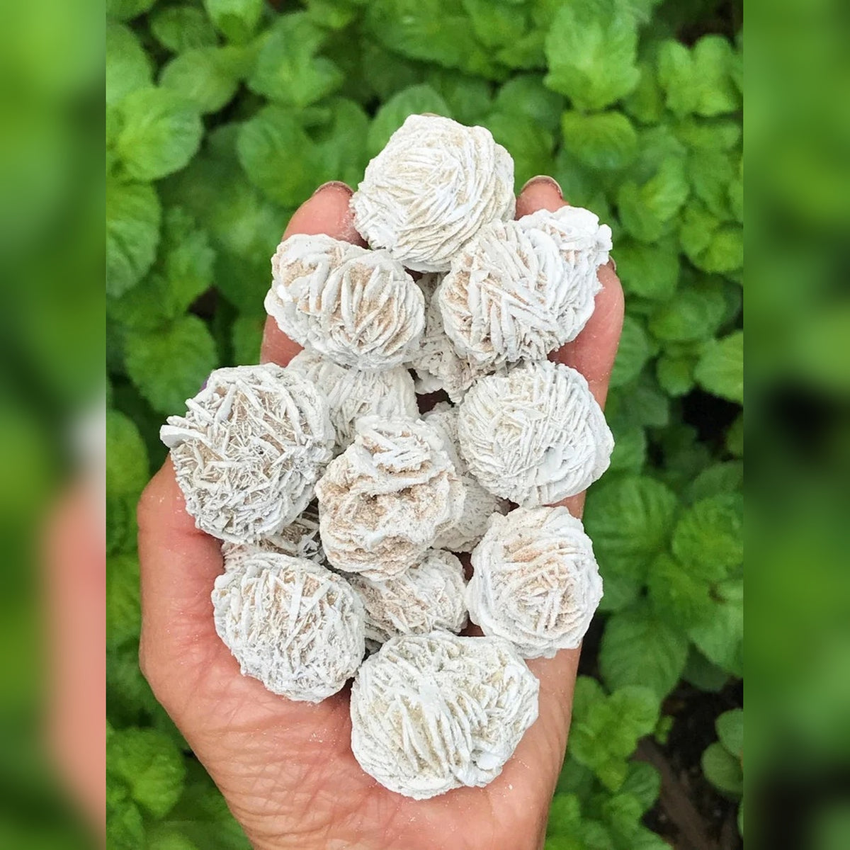 Desert Rose